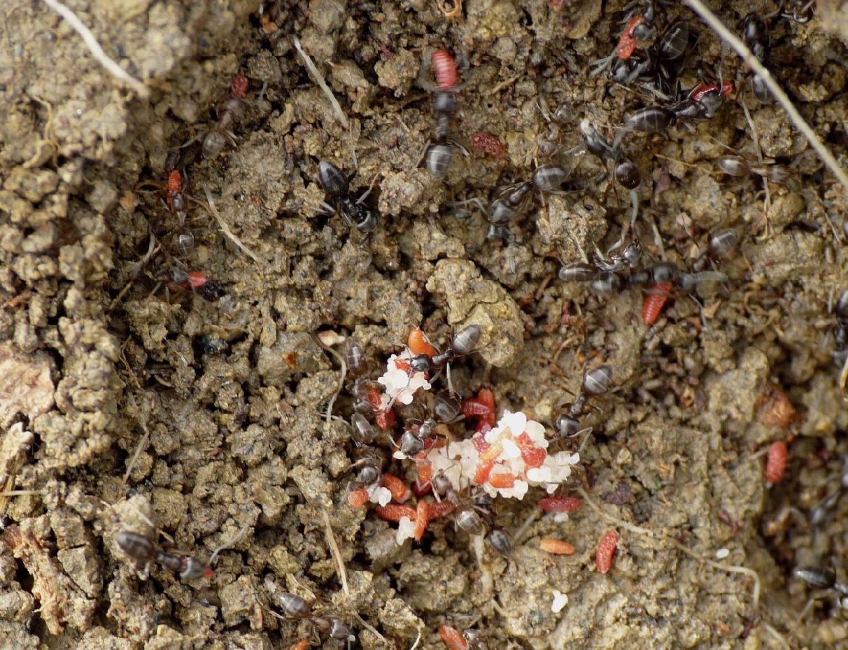 Tapinoma sp. (Formicidae) con ospiti (Coccidi)